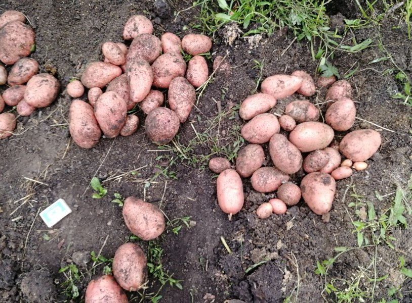 Описание сорта картофеля ароза — рекомендации и отзывы