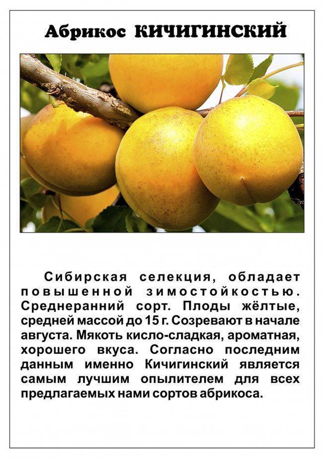 Маньчжурский абрикос: в чём его особенность и как выращивать?
