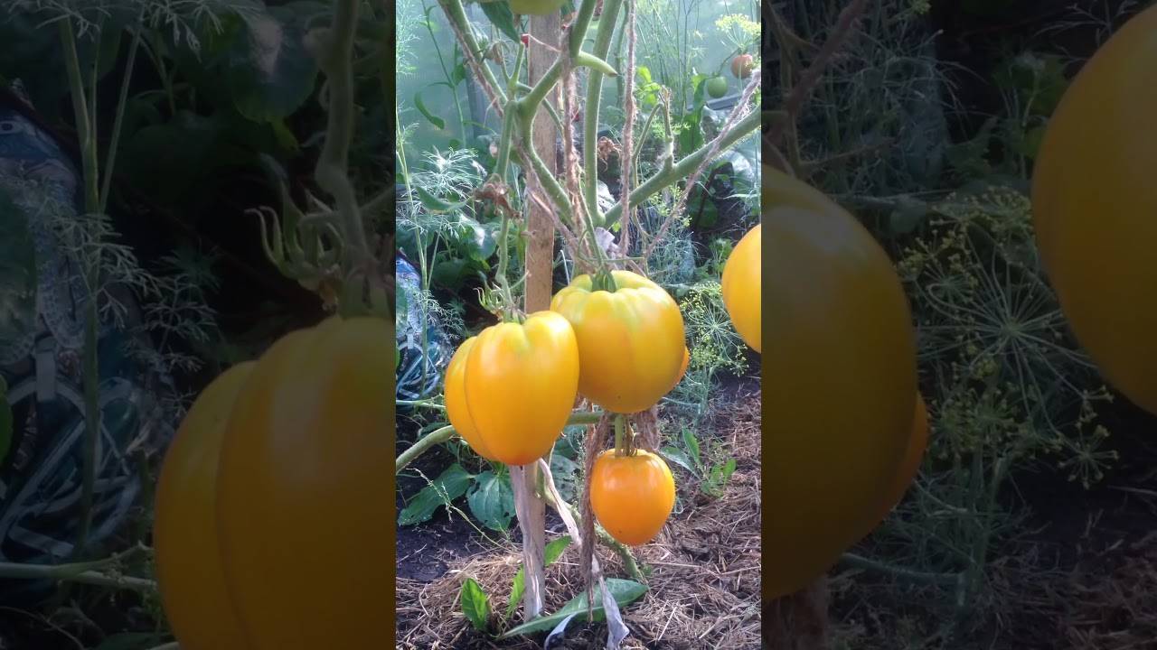 Описание сорта томатов «золотые купола»