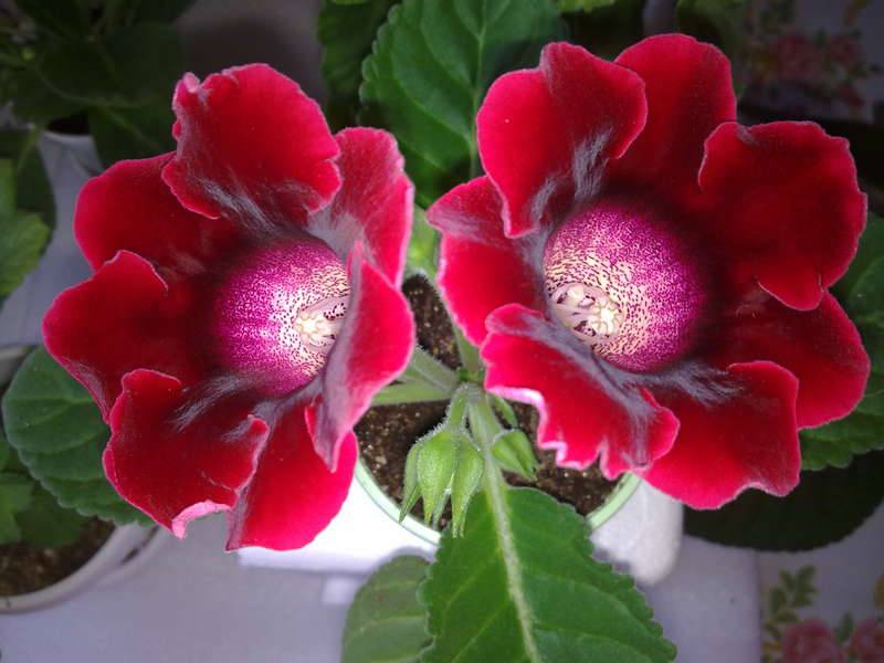 Описание красного и синего видов глоксинии брокады. полезные советы по уходу и выращиванию цветка