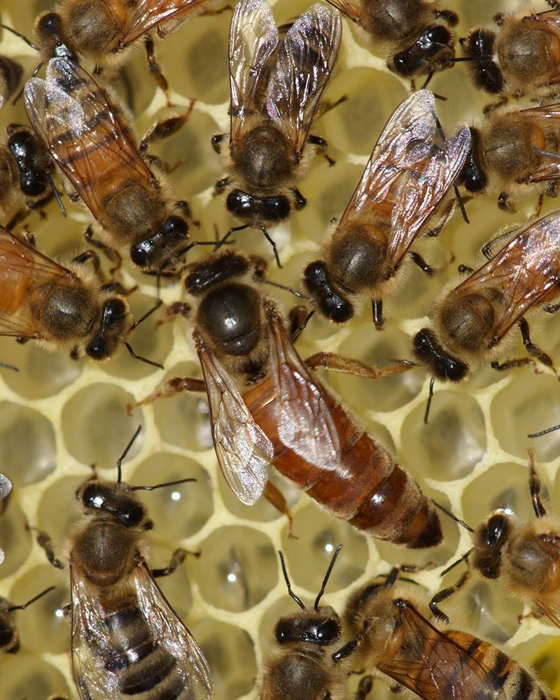 Как выглядит матка пчелы, фото крупным планом, как появляется пчелиная королева, кто оплодотворяет матку