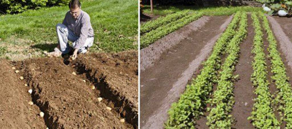 Правила выращивания картофеля по методу Митлайдеру, посадка и уход
