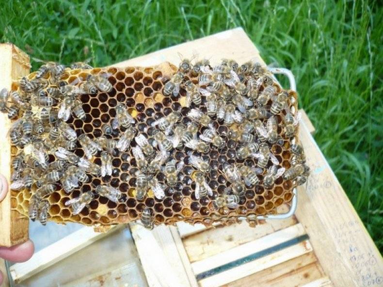 Естественный и искусственный вывод маток пчел