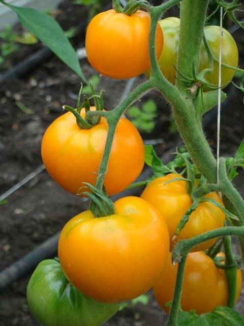 Один из самых полезных и вкусных томатов — оранжевый слон: описание сорта и его достоинства