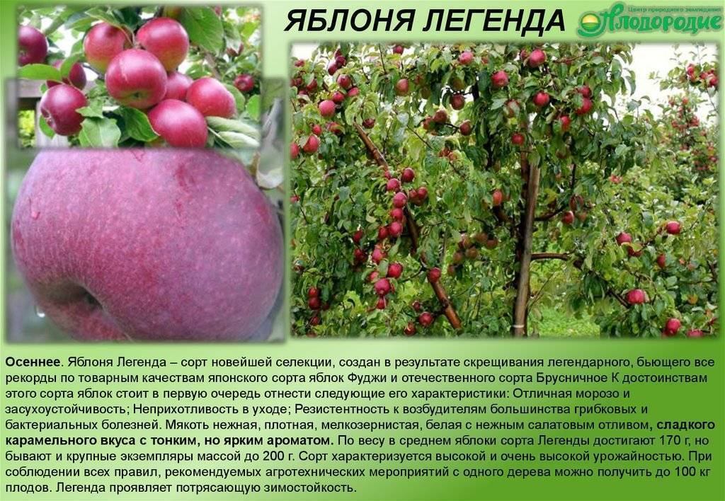 Описание и характеристики яблони сорта орлинка, тонкости выращивания