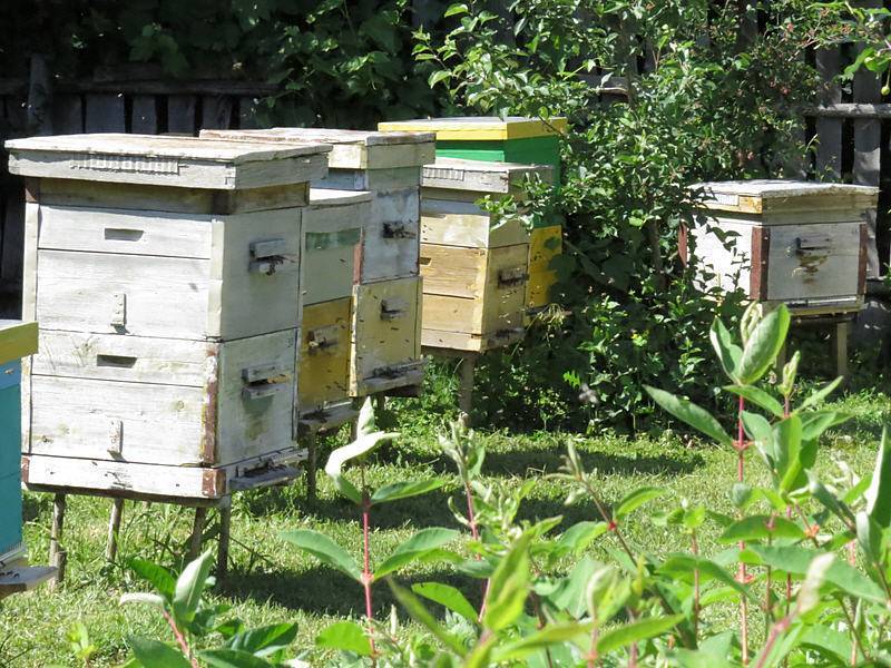 Пчелиная матка: описание, как выглядит, разведение и замена