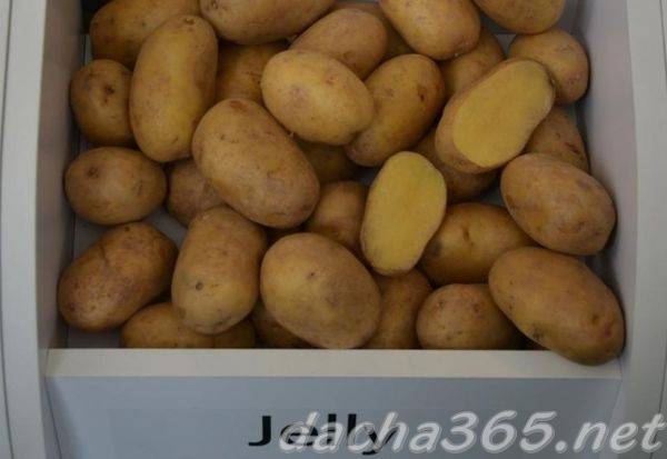 Картофель джелли: описание сорта, фото, отзывы.