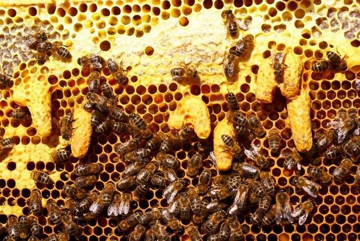 Роение пчёл и меры его предупреждения: поясняем по порядку