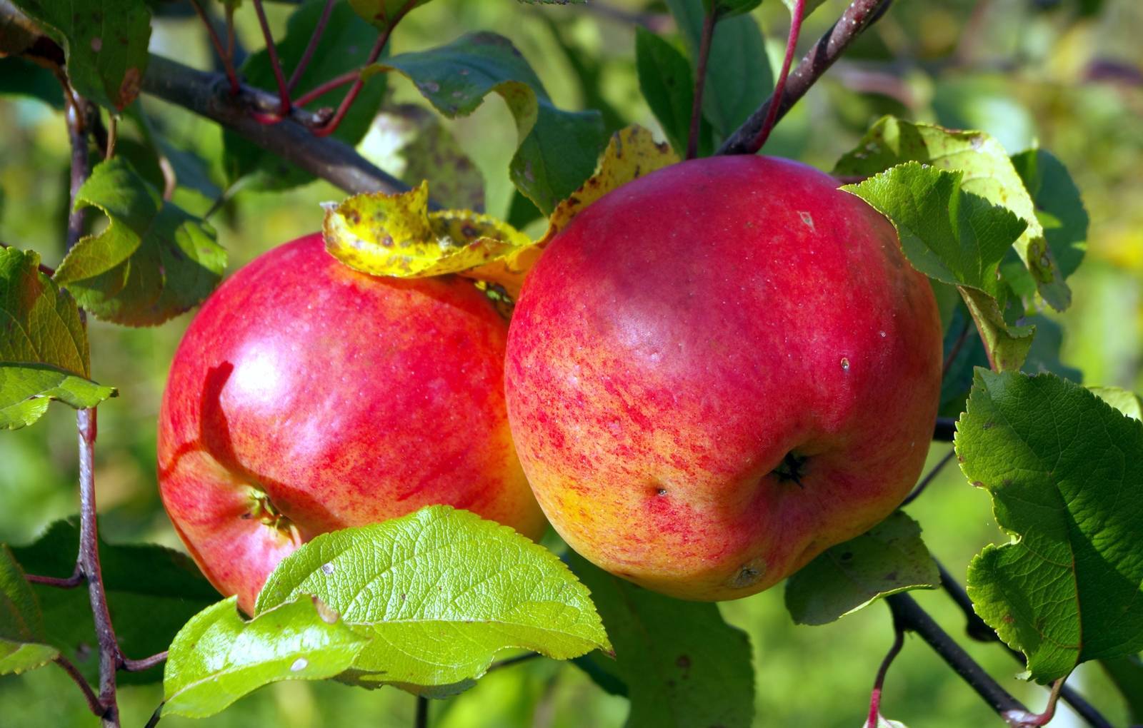 Яблоня зимняя красавица: описание сорта, фото, отзывы, посадка и уход