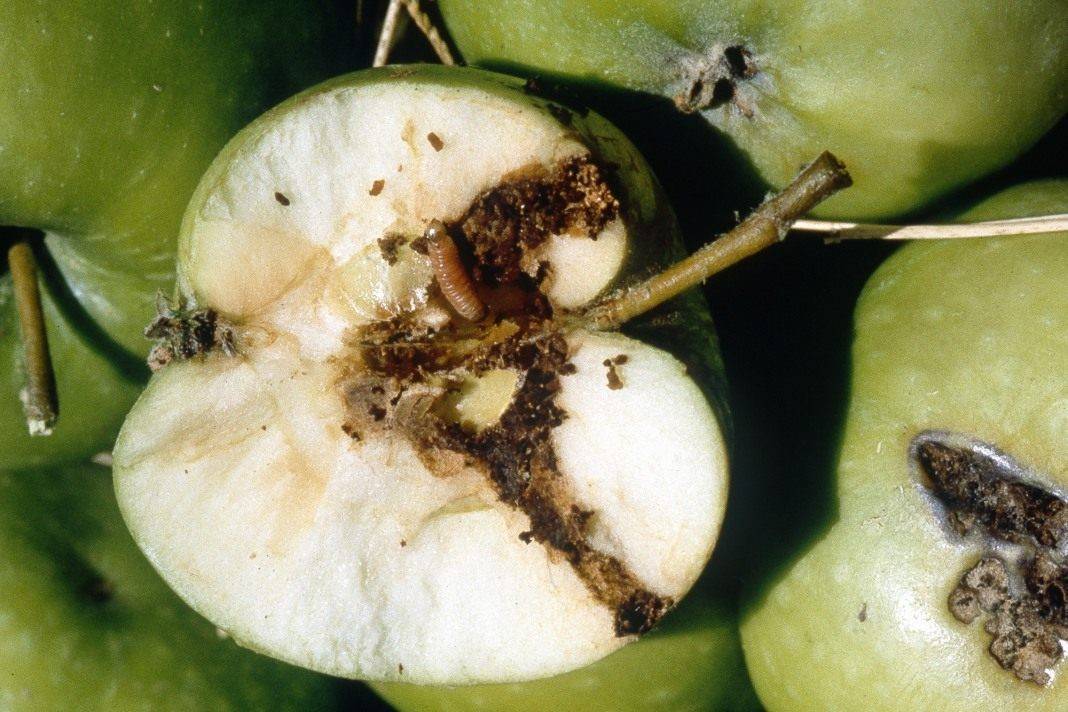 Плодожорка на яблоне: методы борьбы и профилактики