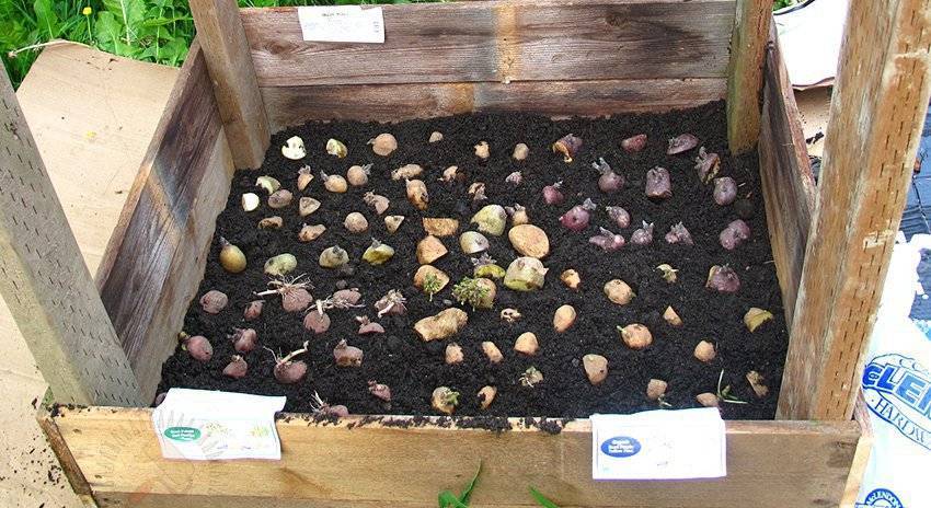 Выращивание рассады картофеля из семян в домашних условиях