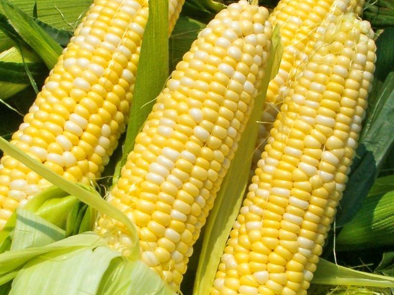 Выращивание кукурузы сахарной | cельхозпортал