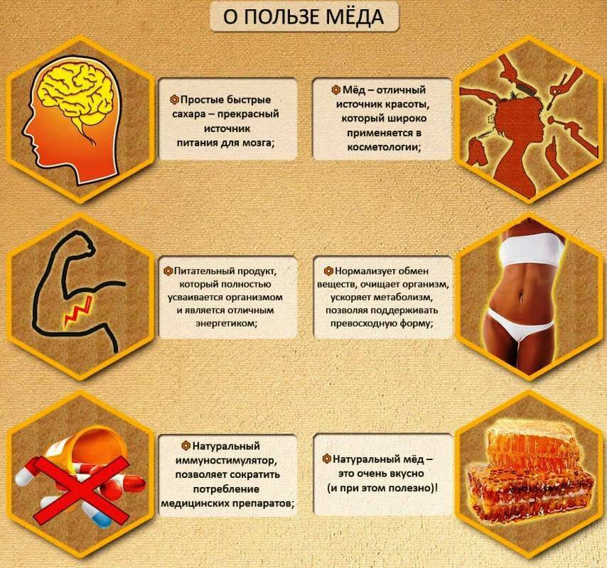 Вред и польза меда для организма человека: состав и применение