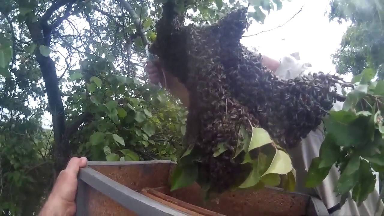 Как снять рой на своей пасеке | практическое пчеловодство