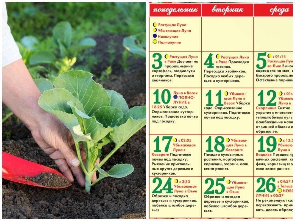 Как выращивать цветную капусту
