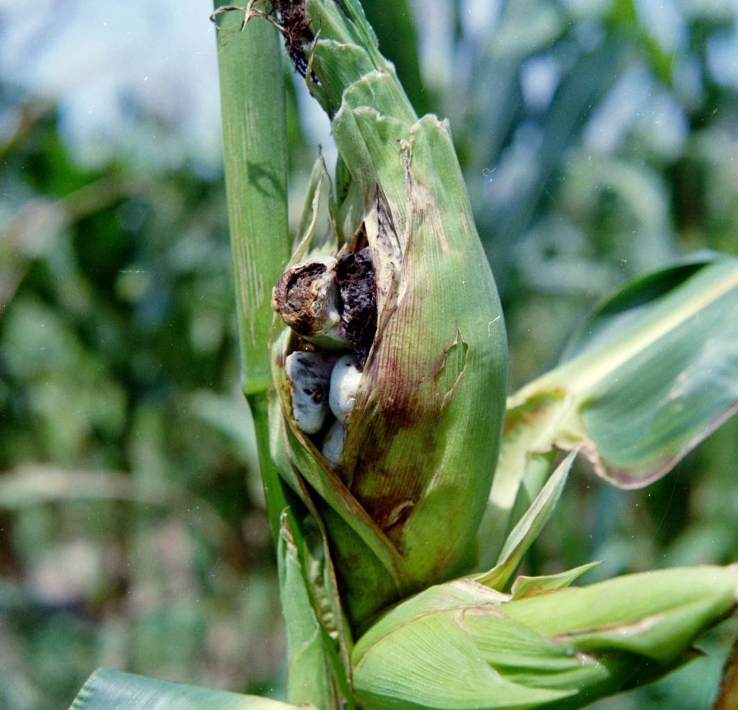 Топ-12 вредителей кукурузы