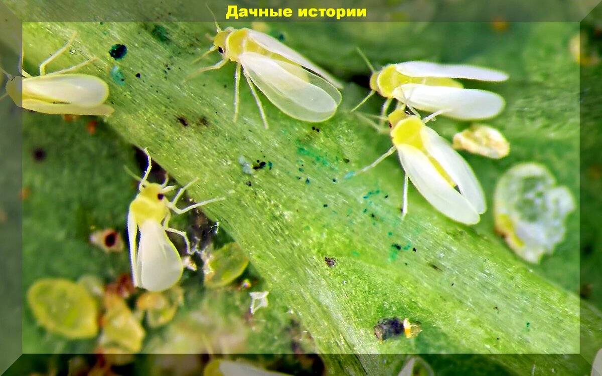 Дедовские методы борьбы с белокрылкой в теплице