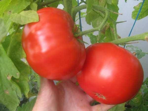 ᐉ томат штамбовый крупноплодный характеристика и описание сорта - ogorod-u-doma.ru