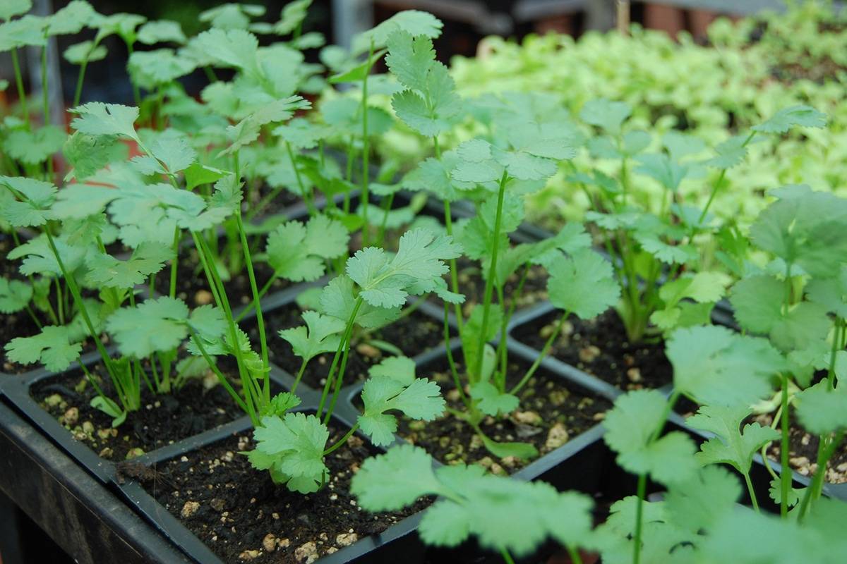 Кориандр — выращивание из семян, посадка и уход в открытом грунте, видео — как сажать кинзу семенами