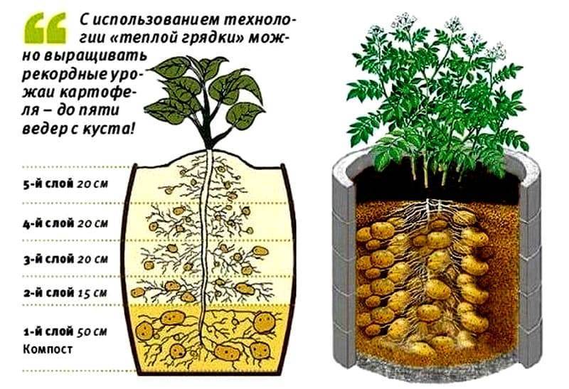 Посадка картофеля в мешках: пошаговое выращивание и уход, отзывы