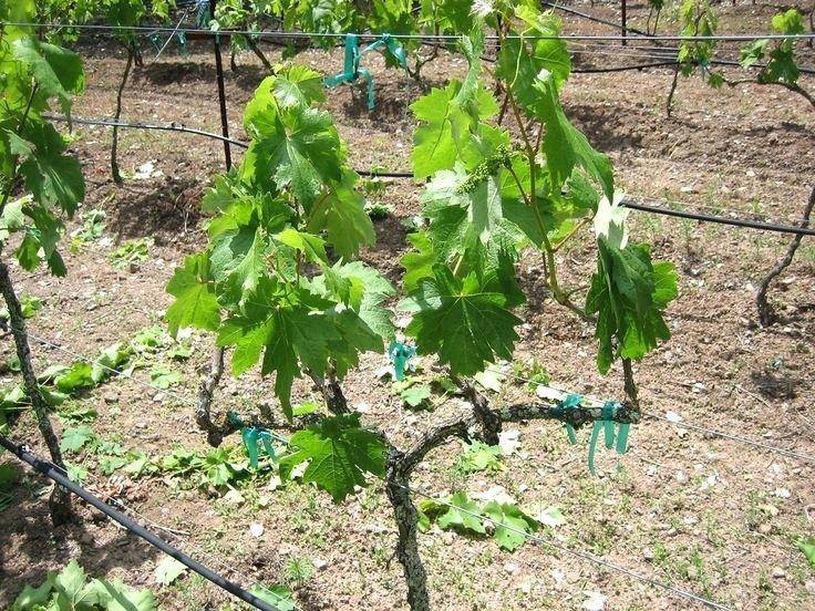 Как пересадить виноград: когда лучше это делать и в каком месяце, основные способы, видео