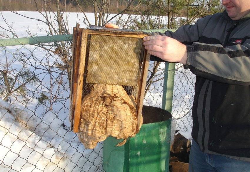 Роение пчел и меры его предупреждения: когда пчелы начинают роиться, как поймать рой