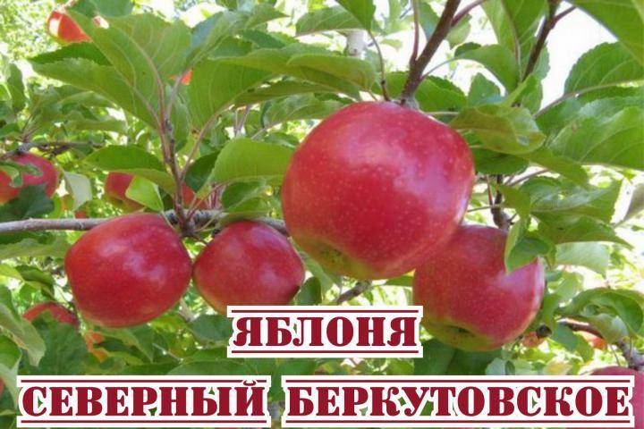 Яблоня беркутовское: описание сорта, особенности выращивания, фото