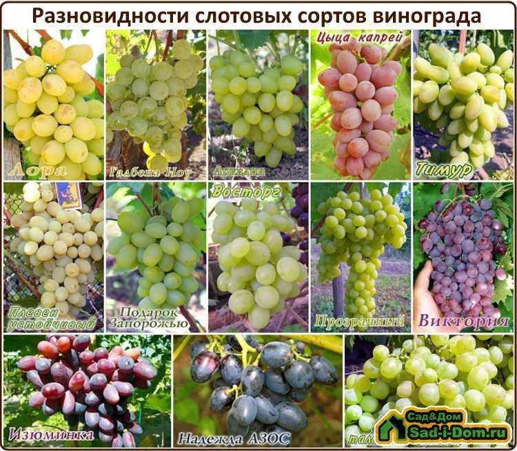 Такой разный виноград жемчуг: розовый, белый, черный и сабо