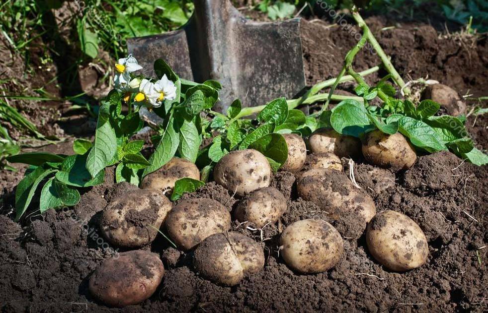 Картофельная страда: когда и как копать картофель