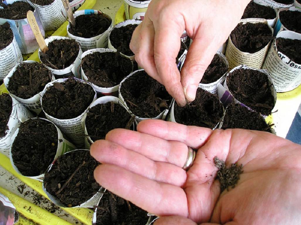 Как получить семена капусты: лучшие способы сбора в домашних условиях