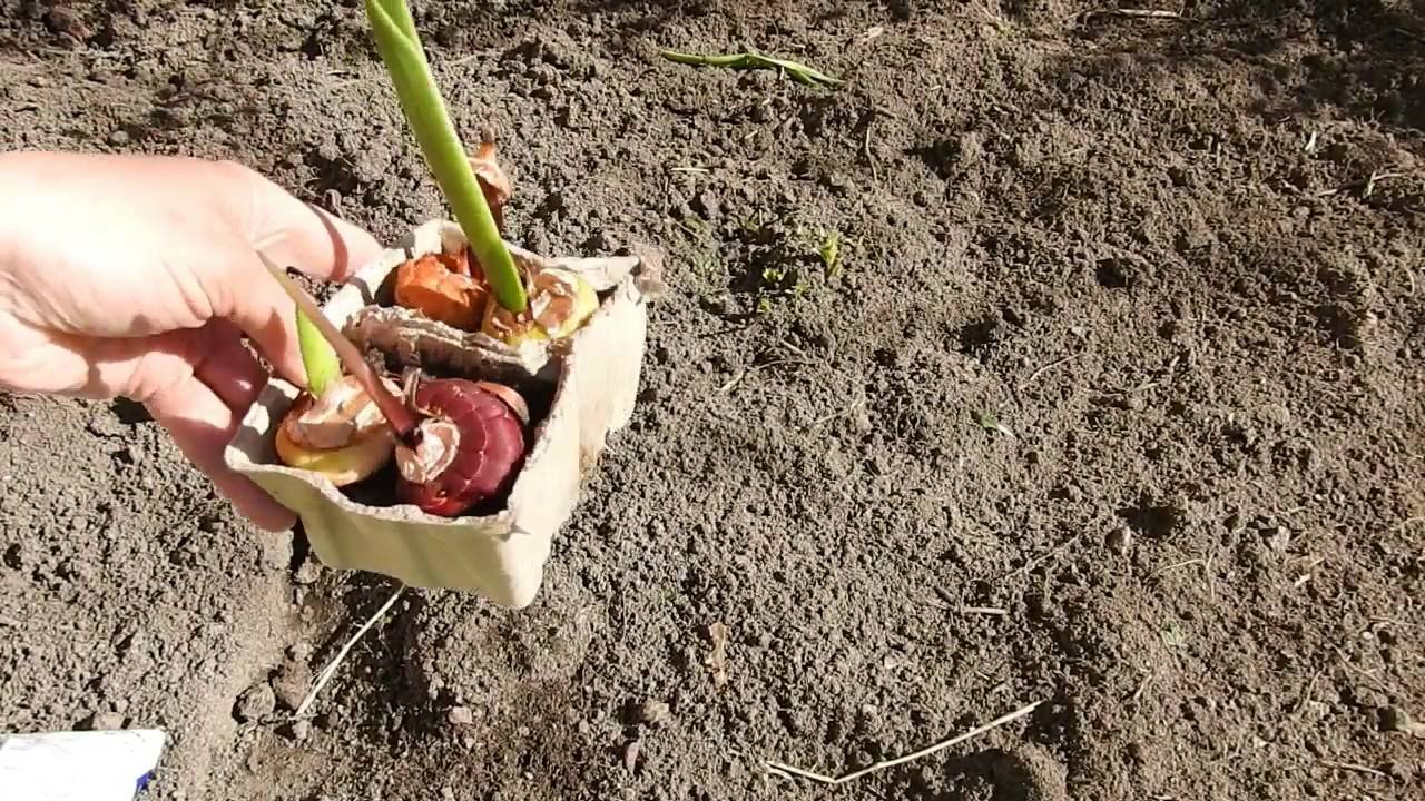 Как и когда сажать гладиолусы