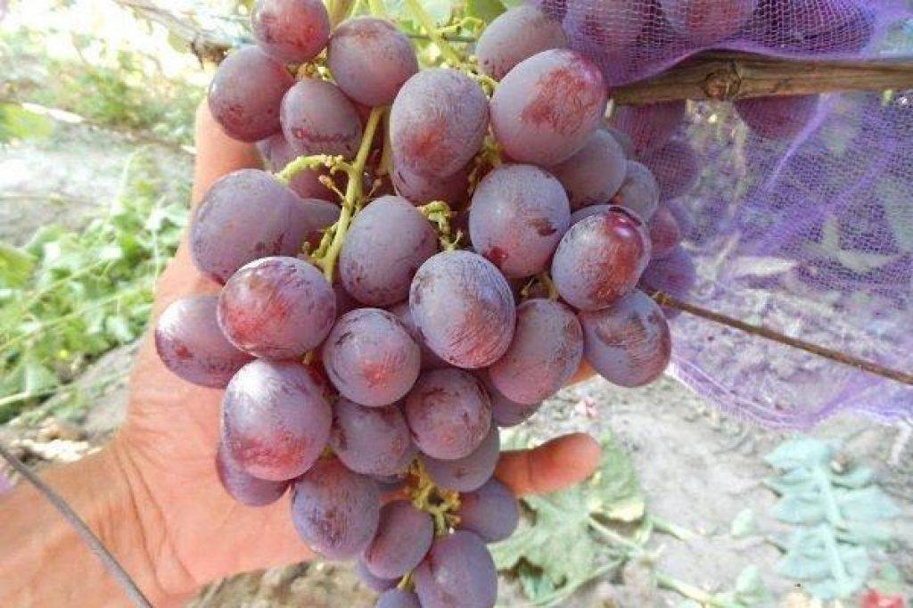 Виноград сорта «тайфи» и его разновидности