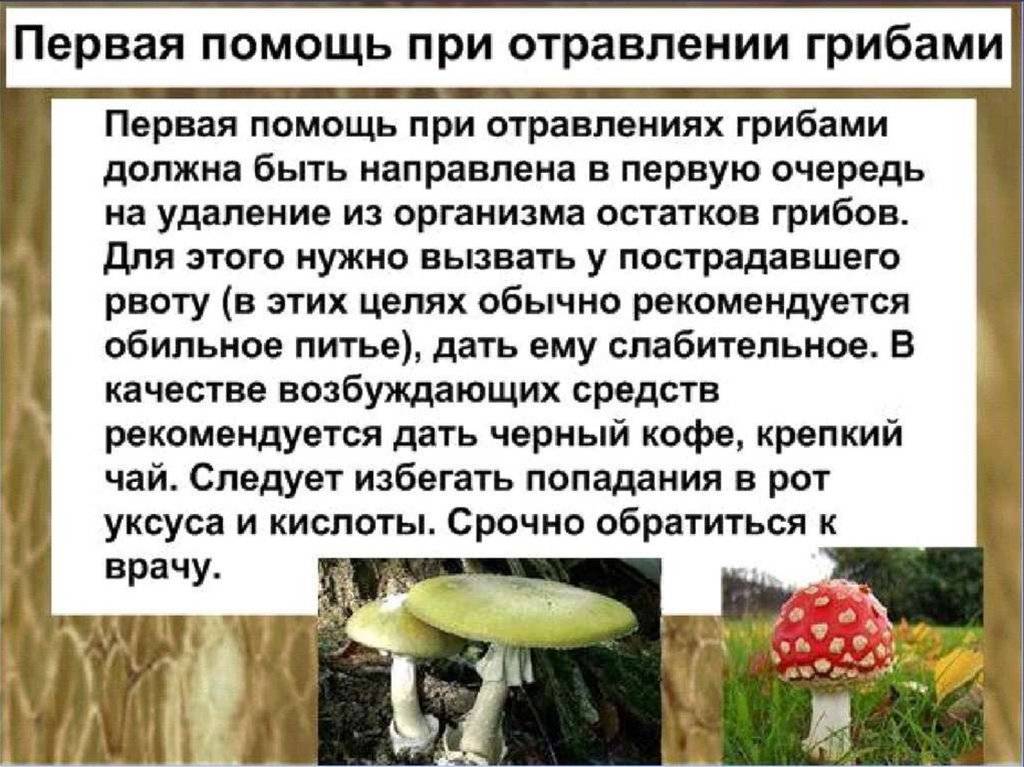 Царский гриб: фото и описание, где растет, как собирать яичный (цезарский) гриб
