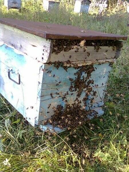 Как бороться с пчелами-воровками на пасеке? причины воровства, признаки, методы борьбы