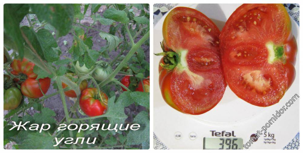 Характеристика томата жар горящие угли, выращивание и правильный уход за сортом