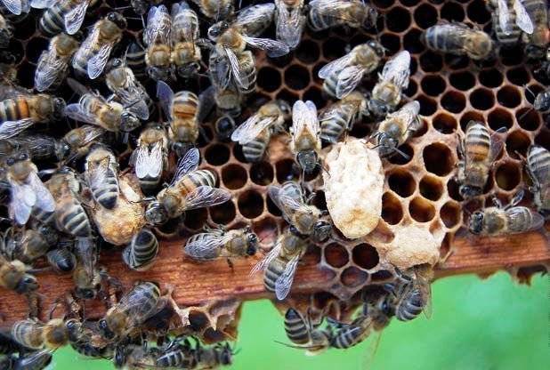 Искусственный вывод качественных пчелиных маток
