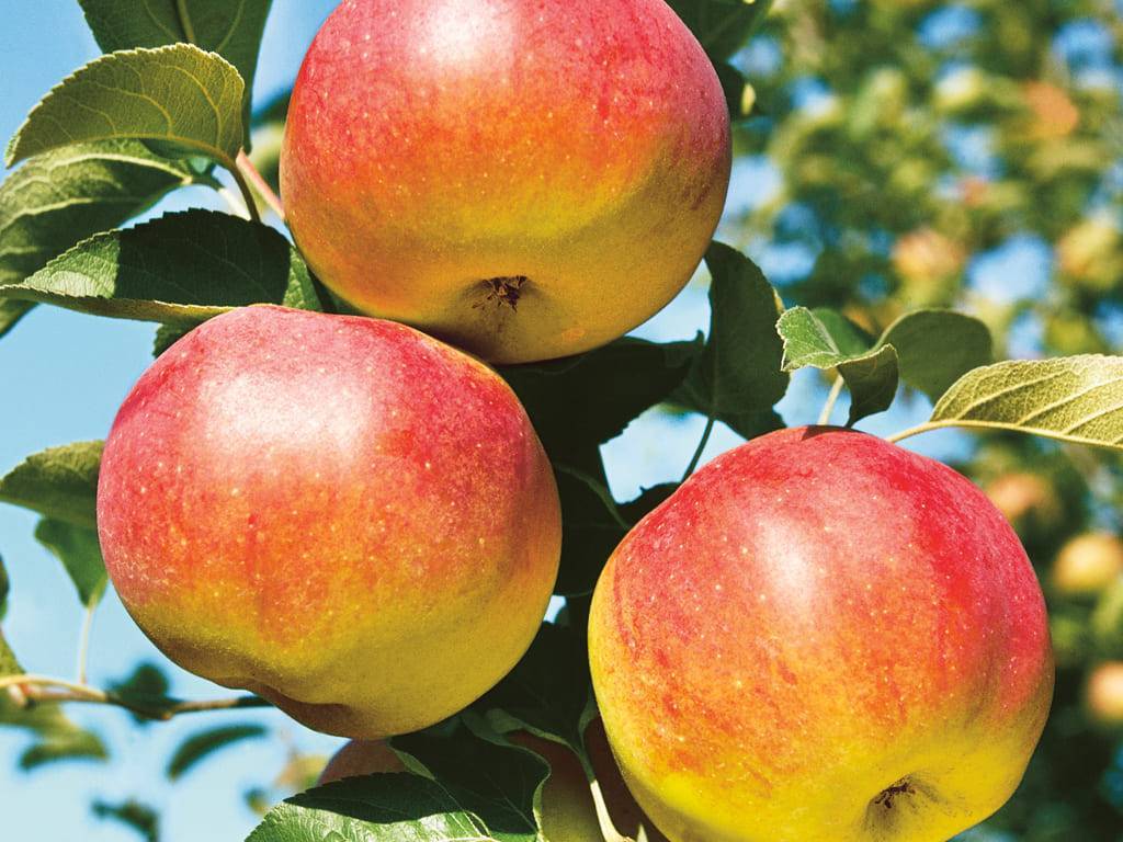 Яблоня яблочный спас. описание сорта, фото, отзывы садоводов, морозостойкость, опылители
