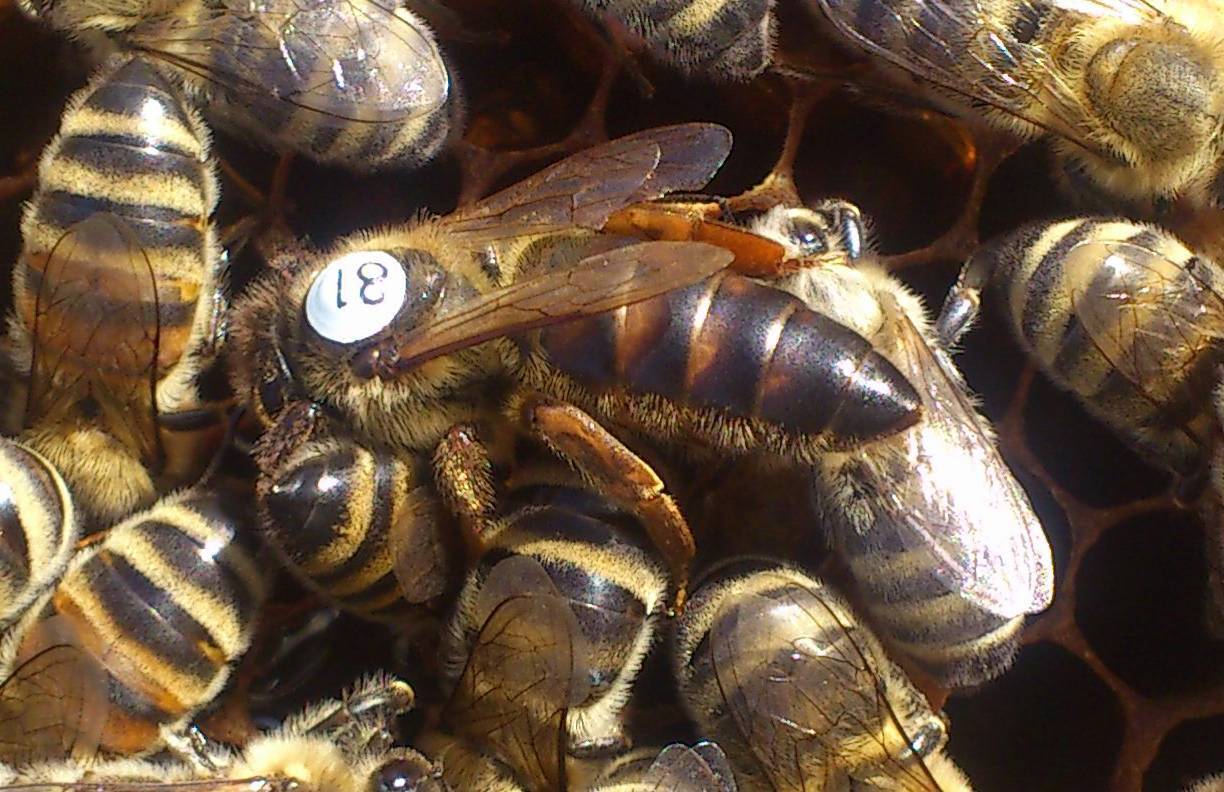 Пчелы породы карника: их характеристика, отзывы и видео
пчелы породы карника: их характеристика, отзывы и видео
