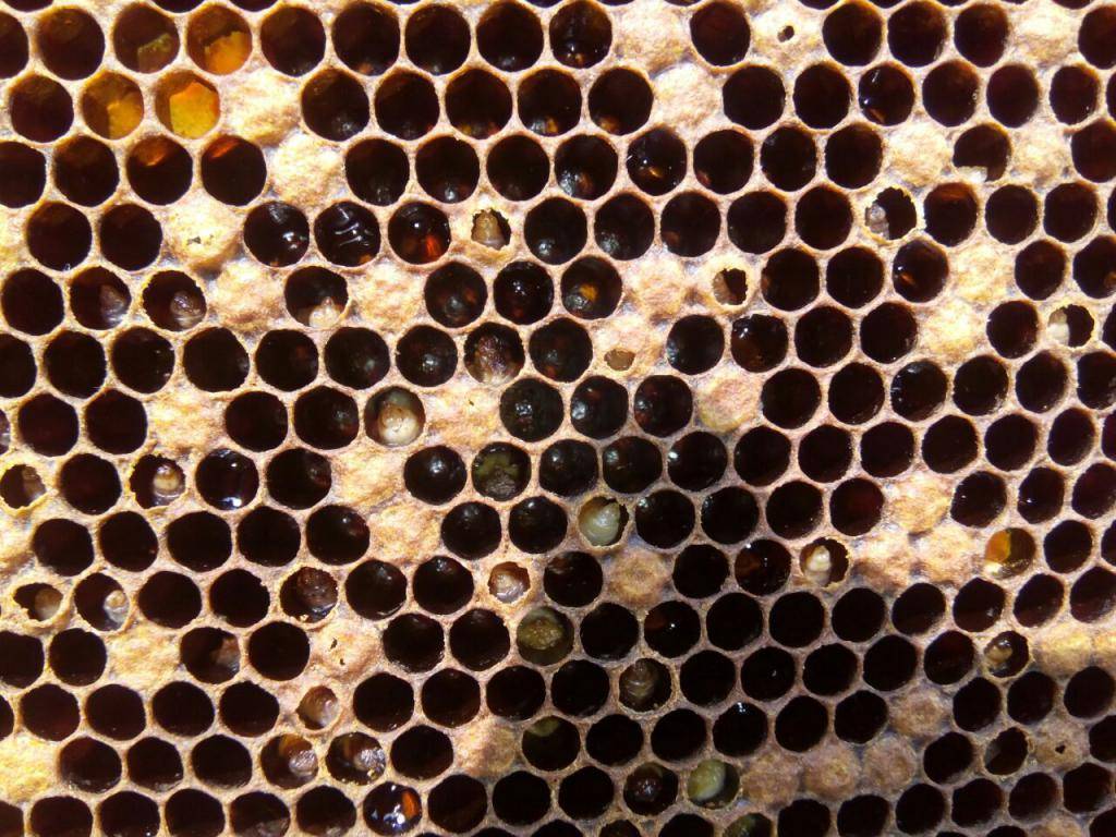 Диагностика и лечение мешотчатого расплода пчел