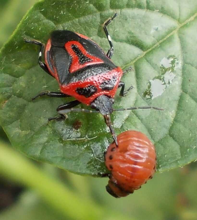 Злейшие враги колорадского жука: птицы и насекомые