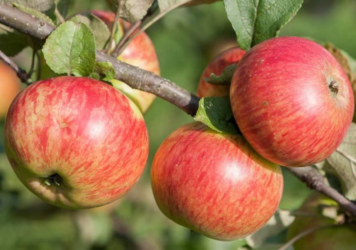 Яблоня орлинка: реальные отзывы, секреты выращивания, описание