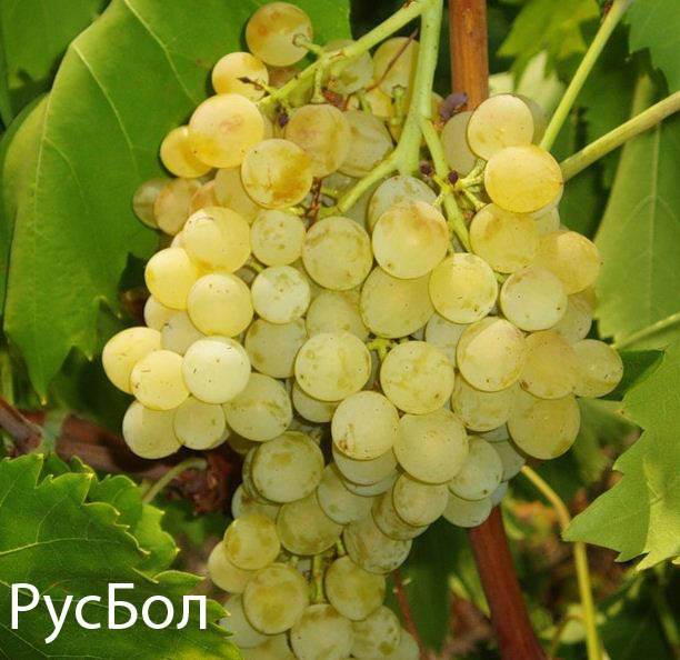 Виноград русбол описание и фото