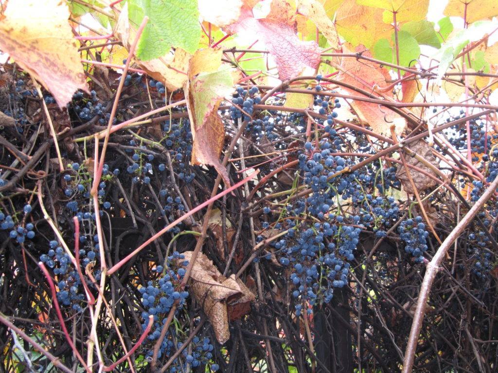 Виноград сорта амурский: описание и особенности | огородники