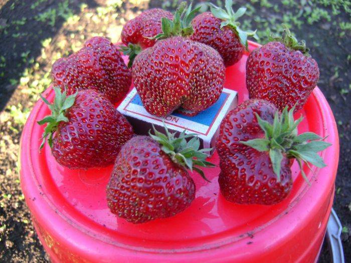 О клубнике рубиновый кулон: описание сорта, агротехника посадки и выращивания