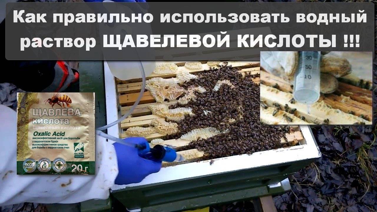 Обработка пчел от клеща весной и осенью. как лечить варроатоз. бипин, тимол, муравьинка и щавелевая кислота для пчел.