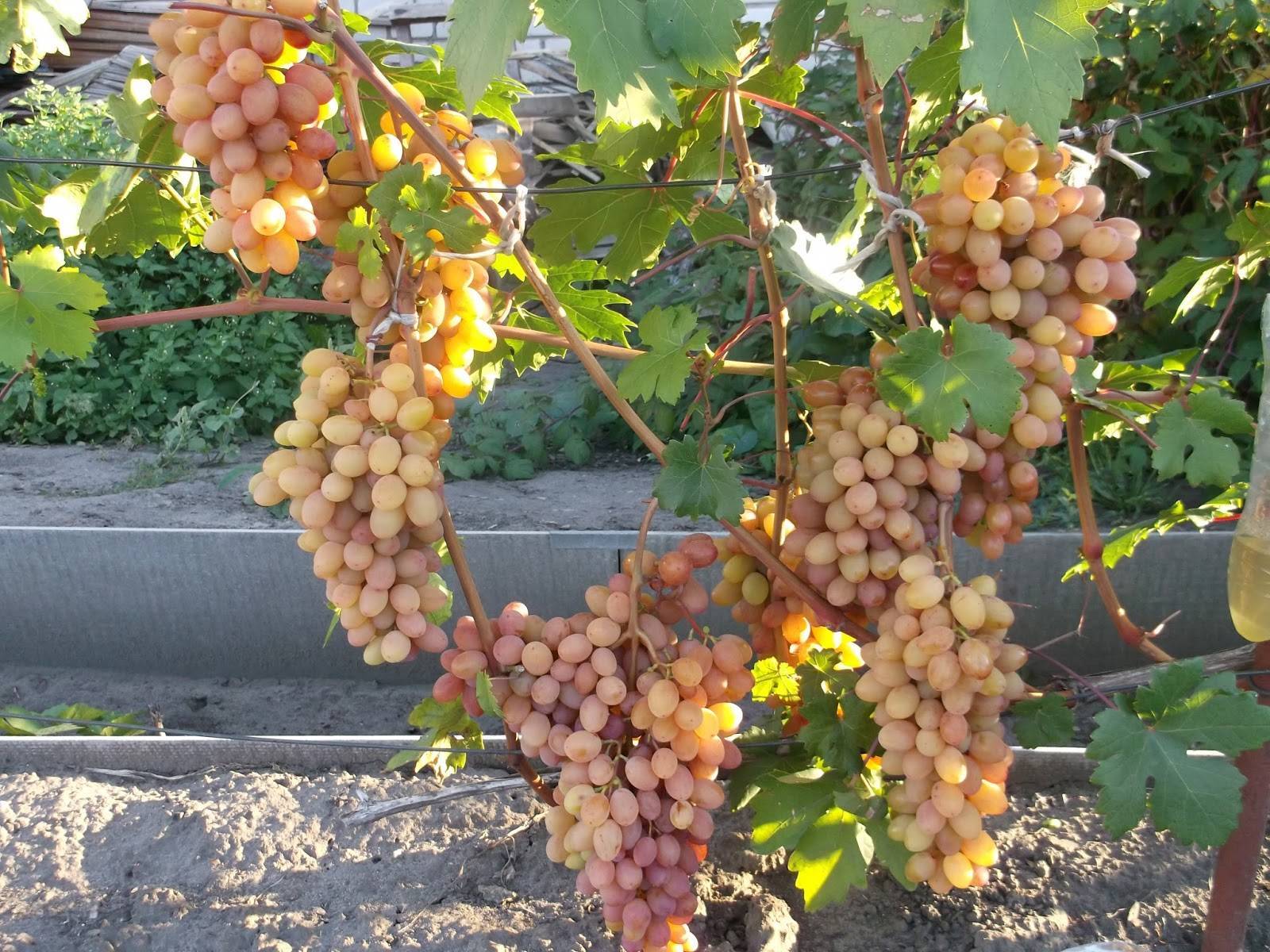 Описание и характеристика винограда сорта Румба, технология выращивания