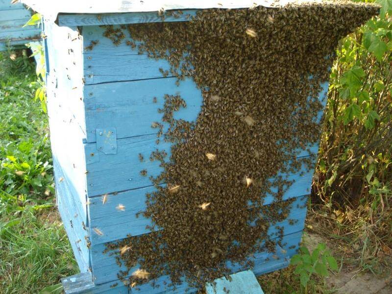 Ликвидация роевого настроения | пчеловодство выходного дня