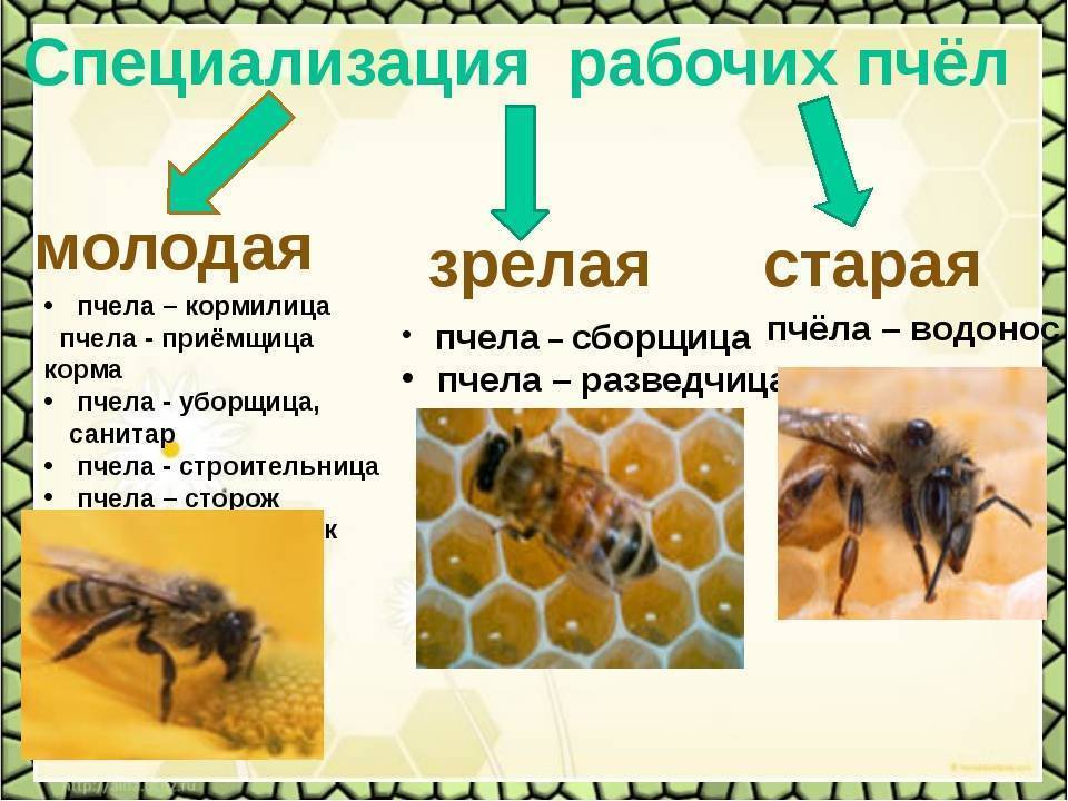 Породы пчел: описание с фото, характеристики, советы по выбору