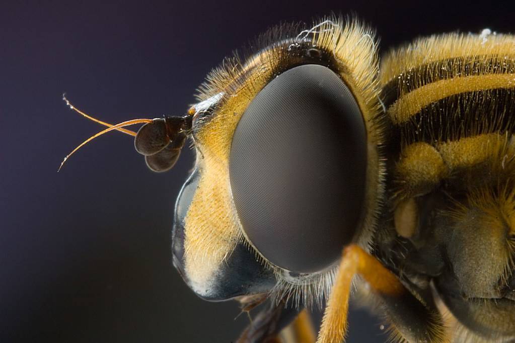 Кусачие мухи – кто они? почему мухи кусают людей и животных?