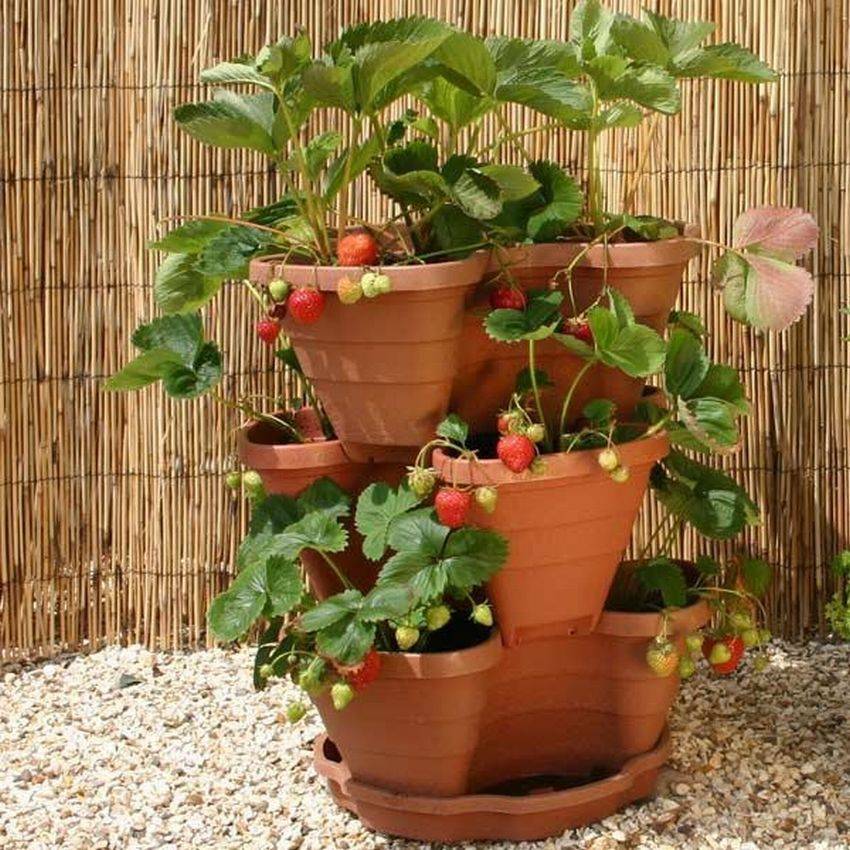 Выращивание клубники у себя дома: пошаговая инструкция с фотографиями | садоводство и огородничество